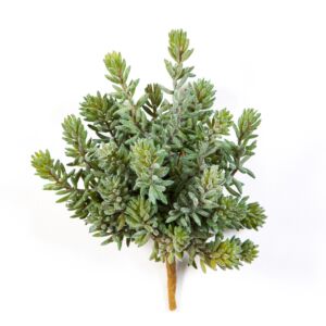 Umělá rostlina Sedum Bush (20cm)