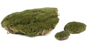 Mech konzervovaný (0,7m2)