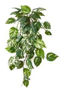 Umělá rostlina Pothos (70cm) – FR