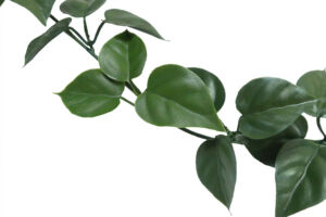 Umělá rostlina Girlanda scindapsus (200cm) – UV