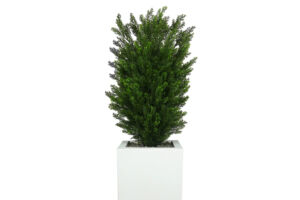 umělá rostlina Cypřiš Thuja v květináči (77cm) – UV