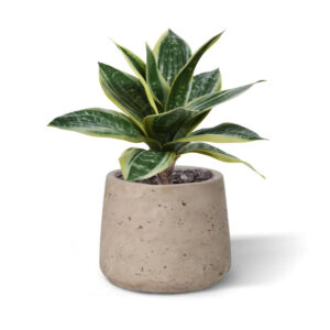 Sanseveria Bukett (25cm) – vario