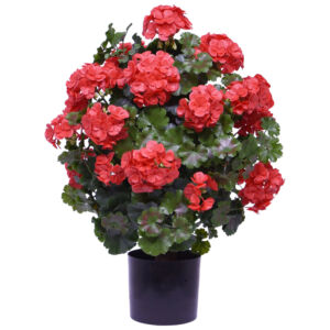 Umělá rostlina Pelargonie koule – UV (50cm) – červená