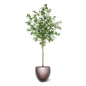Umělý strom Ficus Exotica (230cm)