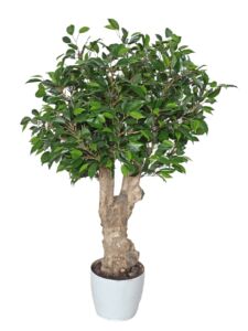 Umělý strom Fikus Nitida Crown Mini (120cm)