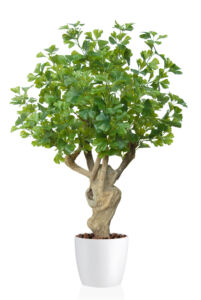 Umělý strom Ginkgo Crown Mini (100cm)