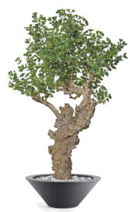 Umělý strom Ginkgo Botero (240cm)