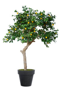 Umělý strom Lemon Nidra (250cm) – Citrusovník