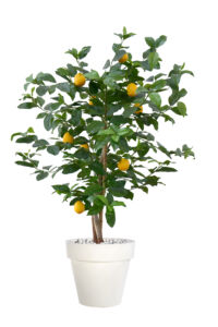 Umělý strom Lemon Tree (100cm) – Citrusovník
