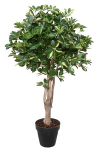 Umělý strom Schefflera Crown Mini (150cm) – vario