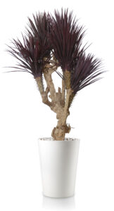 Umělý strom Yucca Linearis Botero (180cm) burgundy