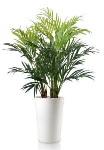 Umělá palma Areca Palm Lux (190cm)