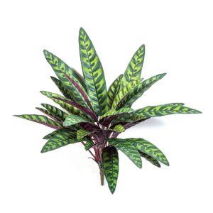 Umělá rostlina Calathea Peacock bukett (40cm)