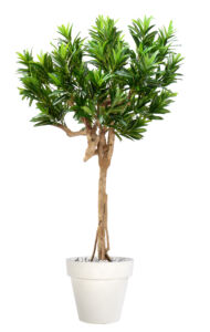 Umělý strom Croton California Baby Root (180cm)
