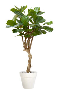 Umělý strom Fikus Lyrata Wild Baby Root (180cm)