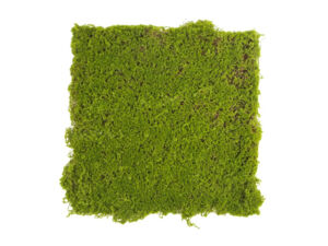 Panel umělý Moss Base VI (50x50cm)