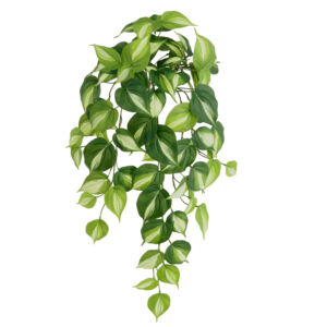 Umělá rostlina Philodendron Brasil vario (60cm)