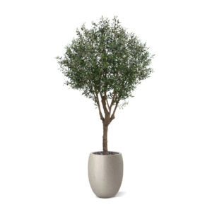 Umělý strom Olivovník XL (250cm)