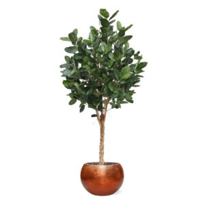 Umělý strom Ficus Audrey Deluxe (250cm)