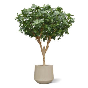 Umělý strom Fíkovník Deluxe (250cm)