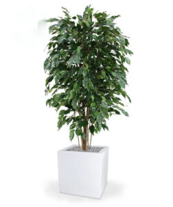 Umělý strom Ficus Exotica Deluxe (150cm) – FR
