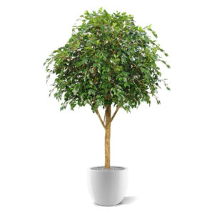 Umělý strom Ficus Exotica Giant (290cm)