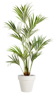 Umělá palma Kentia Palm (180cm)