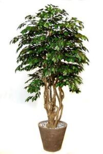 Umělý strom Fikus Exotica Malabar Lux (250cm)
