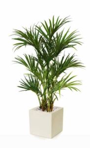 Umělá palma Kentia Lux x2 (180cm)