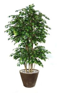 Umělý strom Fikus Exotica Boschetto