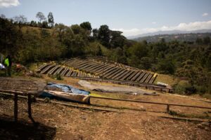 Zelená káva Etiópia natural West Arsi Gr.2 Werka Nensebo